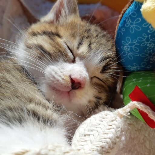 共働きパパの睡眠改善ログ